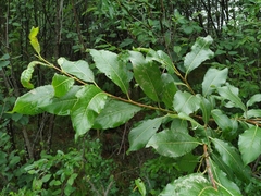 Salix taraikensis
