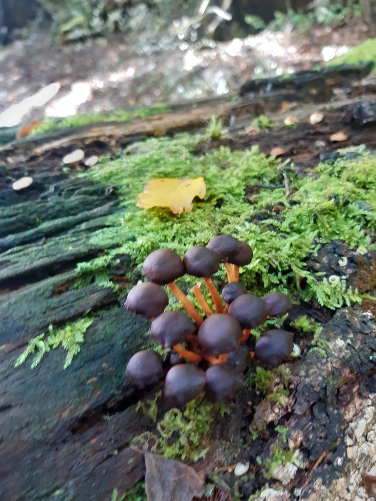 Hypholoma brunneum · March 2025 · photo: © georgecox (iNaturalist, cc0)