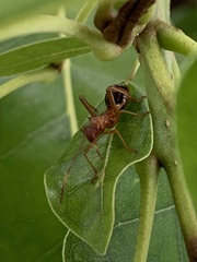 Hyalymenus longispinus