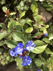 Ceratostigma