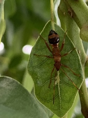Hyalymenus longispinus