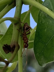 Hyalymenus longispinus