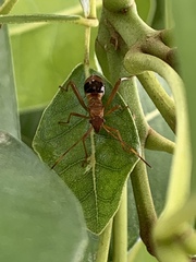 Hyalymenus longispinus
