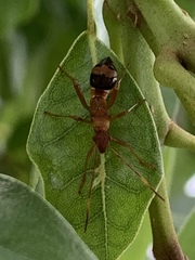 Hyalymenus longispinus