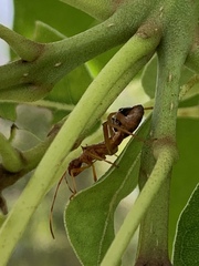 Hyalymenus longispinus