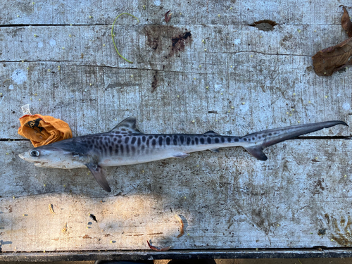 Tijgerhaai (Galeocerdo cuvier) — Carcharhinidae — 5