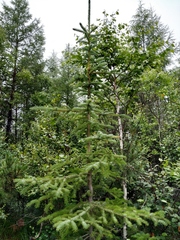 Picea jezoensis jezoensis