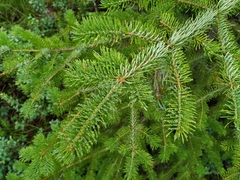 Picea jezoensis jezoensis