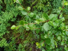 Betula divaricata