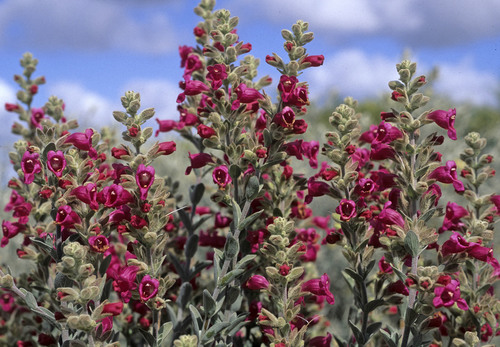 Dasymalla terminalis Endl.