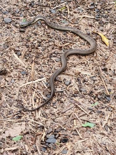 Rough-scaled Snake sighting