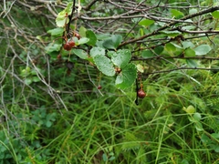 Betula divaricata