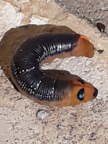 Daphnis nerii