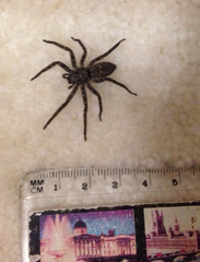 Araneae