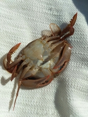 Polybius henslowii