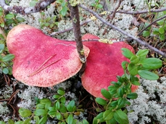 Suillus paluster