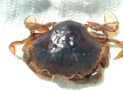 Polybius henslowii