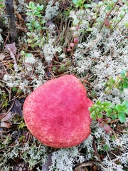 Suillus paluster