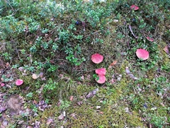 Suillus paluster