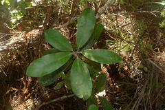 Pittosporum ralphii