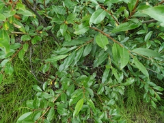 Salix divaricata