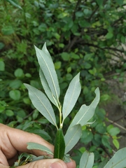Salix divaricata
