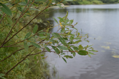 Krantinis gluosnis nuotrauka