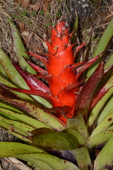 Tillandsia imperialis
