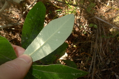 Pittosporum ralphii