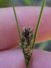 Carex pellita