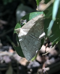 Zanclognatha pedipilalis