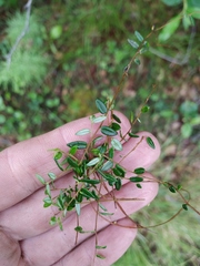 Vaccinium microcarpum