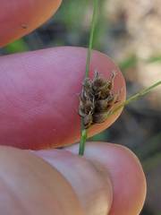 Carex pellita