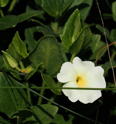 Image of Thunbergia atriplicifolia by (c) desertnaturalist, some rights reserved (CC BY)