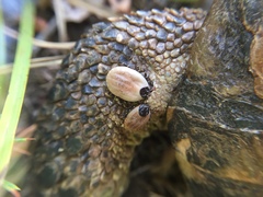 Hyalomma aegyptium