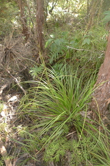 Gahnia pauciflora