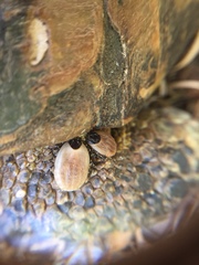 Hyalomma aegyptium