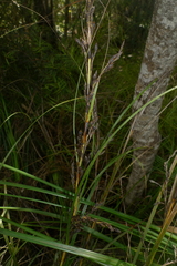 Gahnia pauciflora