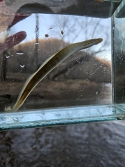 Mountain Brook Lamprey photo 4