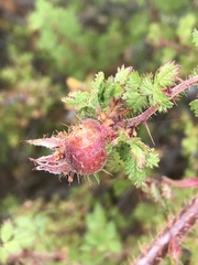 Rosa minutifolia