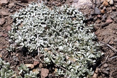 Antennaria rosulata
