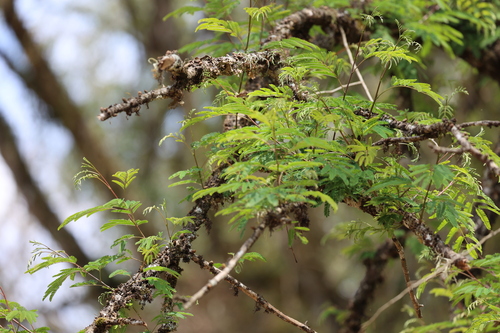 Parapiptadenia excelsa