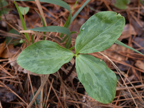 Trillium gracile, photograph 6