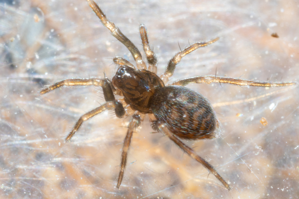 Ash Hahniid Spider