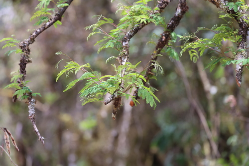 Parapiptadenia excelsa, photograph 1