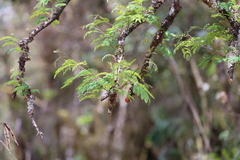 Parapiptadenia excelsa, photograph Andrea Gantzer, CC BY, iNaturalist via GBIF