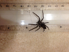 Araneae