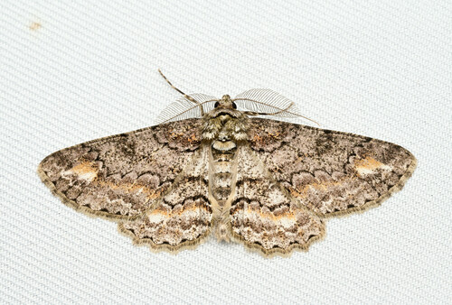 Cleora leucophaea