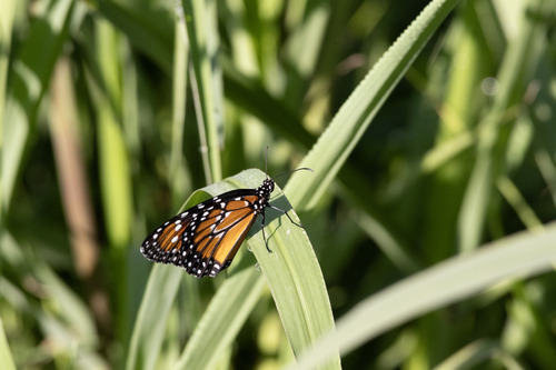 Queen butterfly