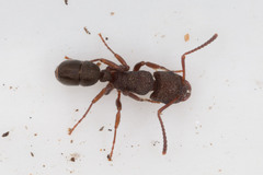 Rhytidoponera tasmaniensis